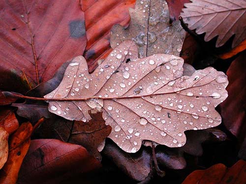 leaf