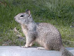 Ground Squirrel