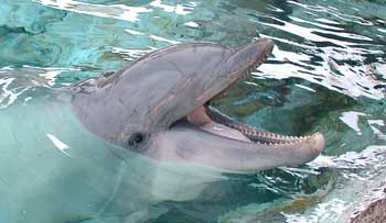 Delphin