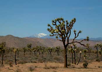 Joshua Tree