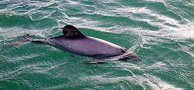Delfin