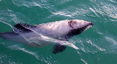 Delfin