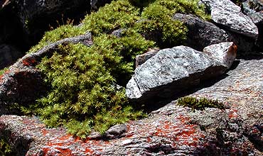 Steine und Moos