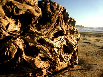 Driftwood
