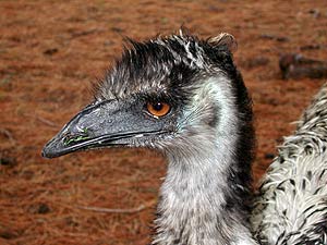 emu