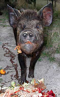 schwein