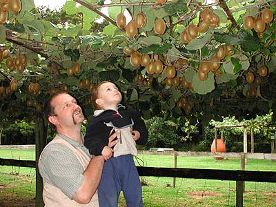Kiwi