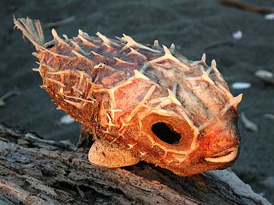 Fisch