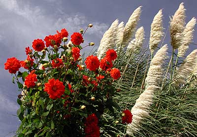 Pampas Gras
