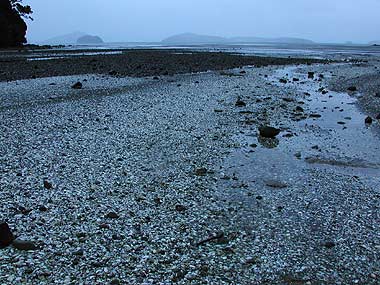 Meer