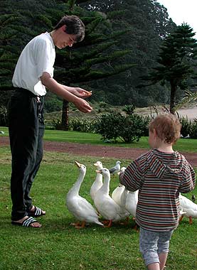 Enten