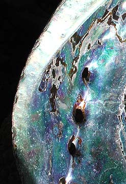Paua
