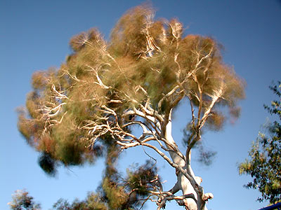 Wind