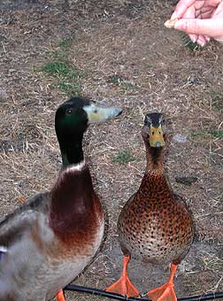 Enten