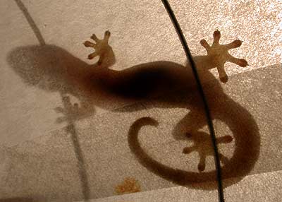 Gecko in der Lampe