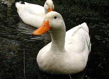 Peking Ente