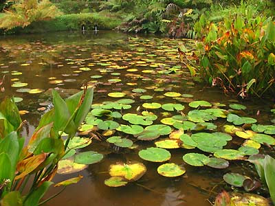 Teich