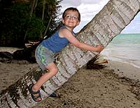 Noah auf der Palme