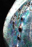 Paua