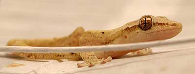 Gecko