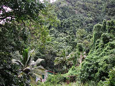 Urwald