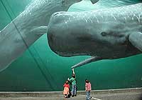 Whale