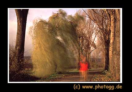 Wind im Baum